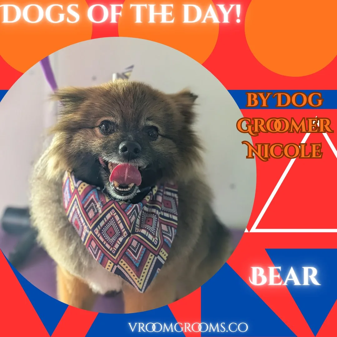 Bear, a fluffy brown Pomeranian, panting with his tongue out in a colorful geometric bandana