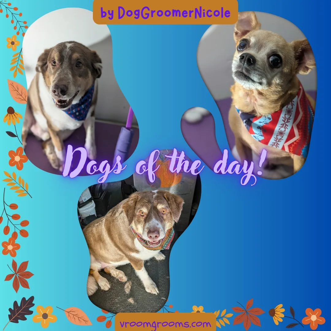 Dogs of the Day: Wednesday, September 23rd