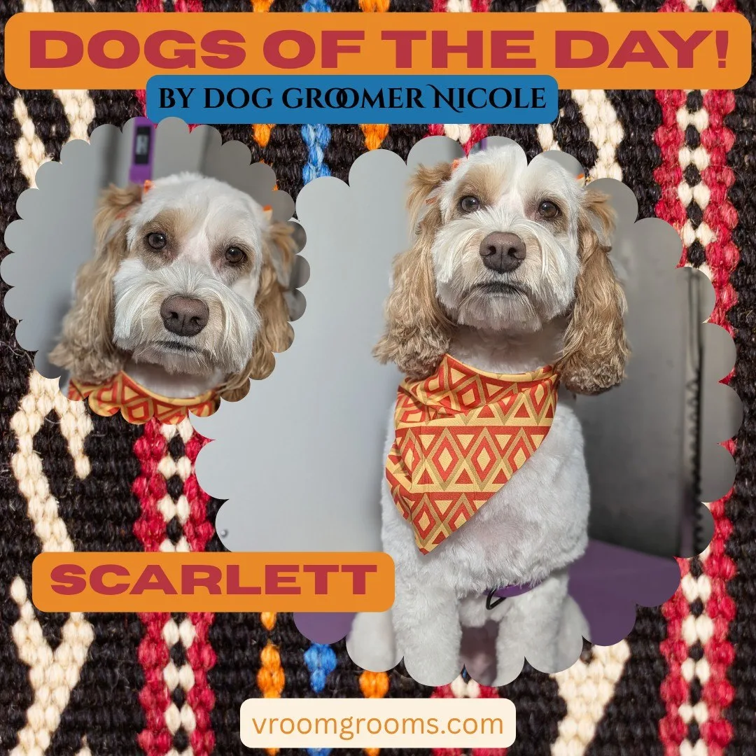 Scarlett the white and tan fluffy girl wearing a red and orange geometric bandana, in two poses framed in scalloped cloud borders on the Dogs of the Day textile design by dog groomer Nicole, vroomgrooms.com