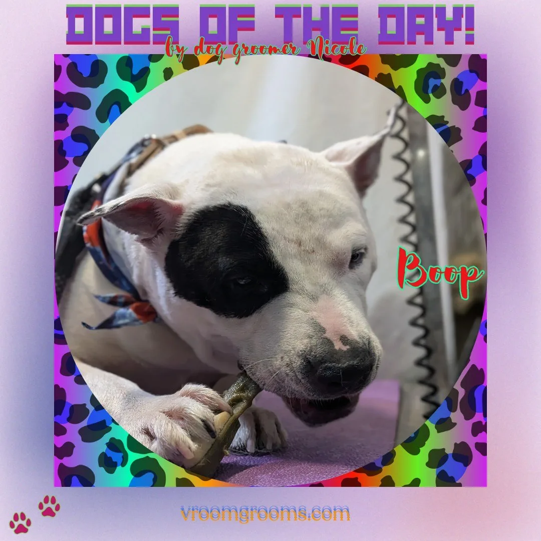 Boop the white pittie with a black patch over one eye, wearing a bandana and chewing a stick, in a circular rainbow leopard frame on the Dogs of the Day design by dog groomer Nicole, Vroom Grooms LLC, vroomgrooms.com