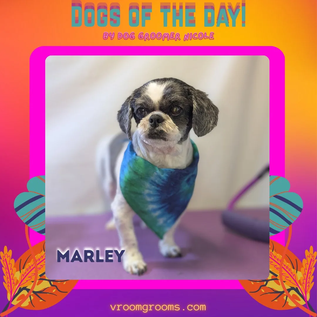 Marley the black and white Shih Tzu in his blue and green tie-dye bandana, framed in bright pink with his name in bright lettering on the Dogs of the Day design by dog groomer Nicole, Vroom Grooms LLC, vroomgrooms.com