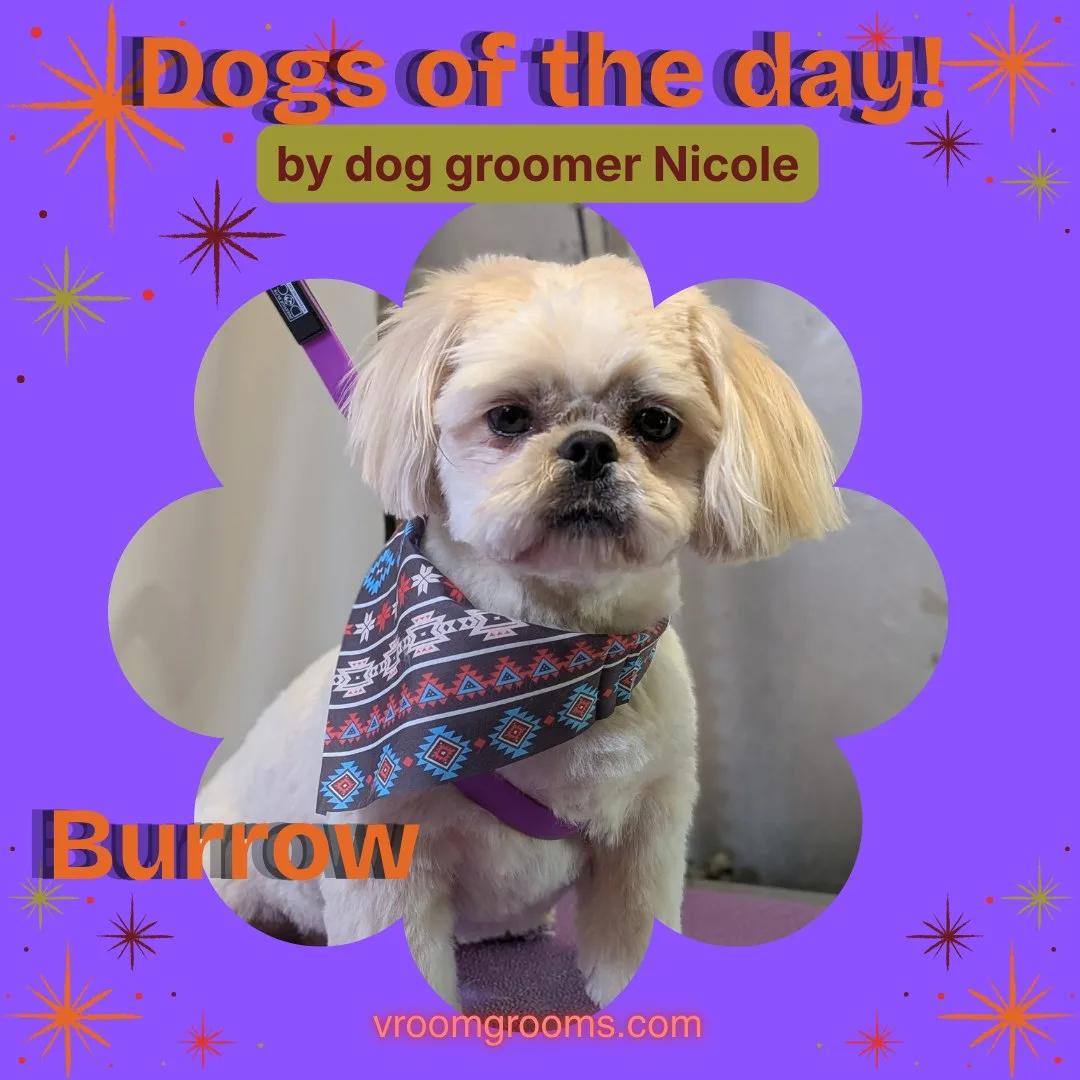 Burrow the cream-colored Shih Tzu wearing a navy blue bandana with red, white and light blue geometric patterns, in a flower-shaped frame on the purple starburst Dogs of the Day design by dog groomer Nicole, vroomgrooms.com
