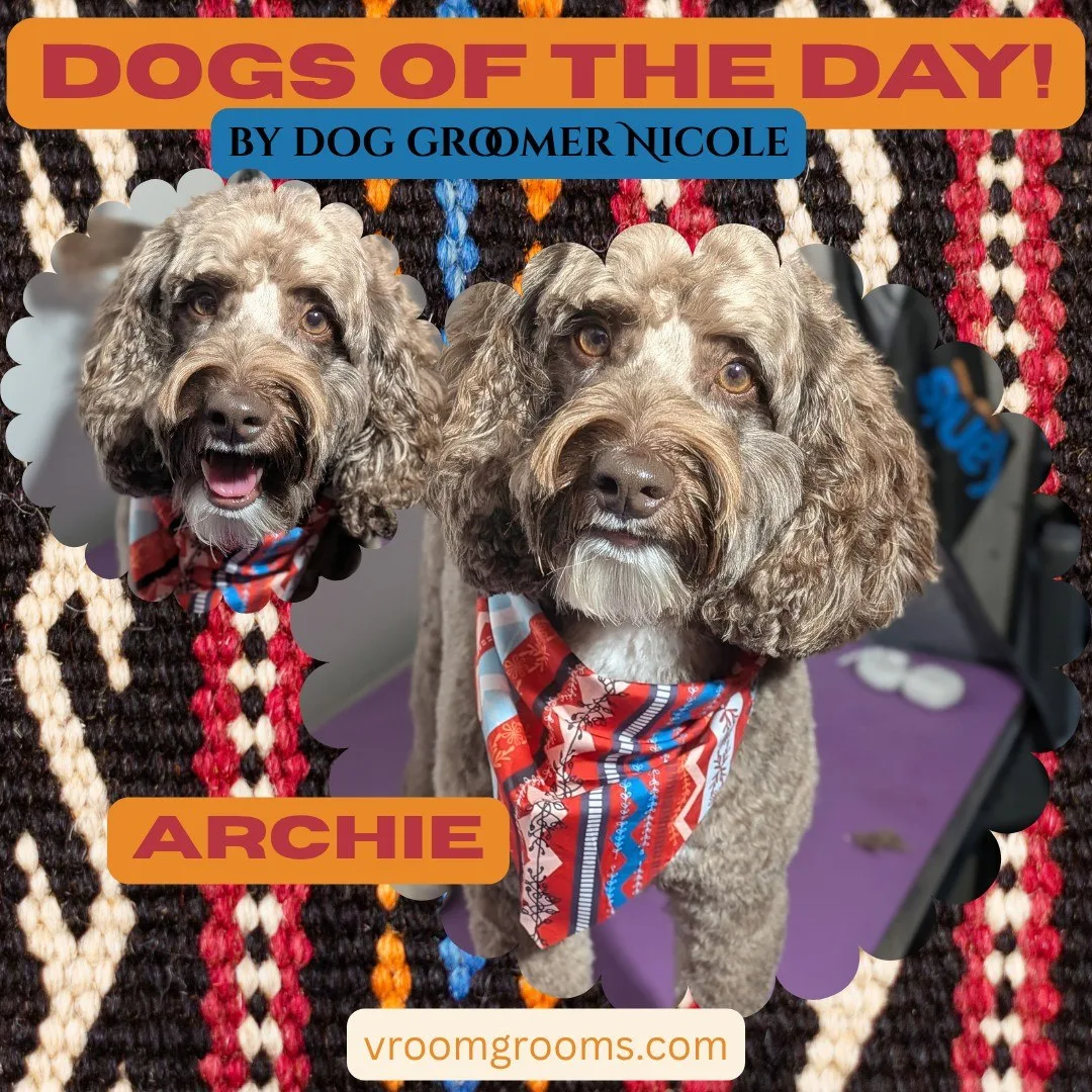Archie the curly brown doodle wearing a red, blue and white geometric bandana, framed on the Dogs of the Day woven textile design by dog groomer Nicole, vroomgrooms.com