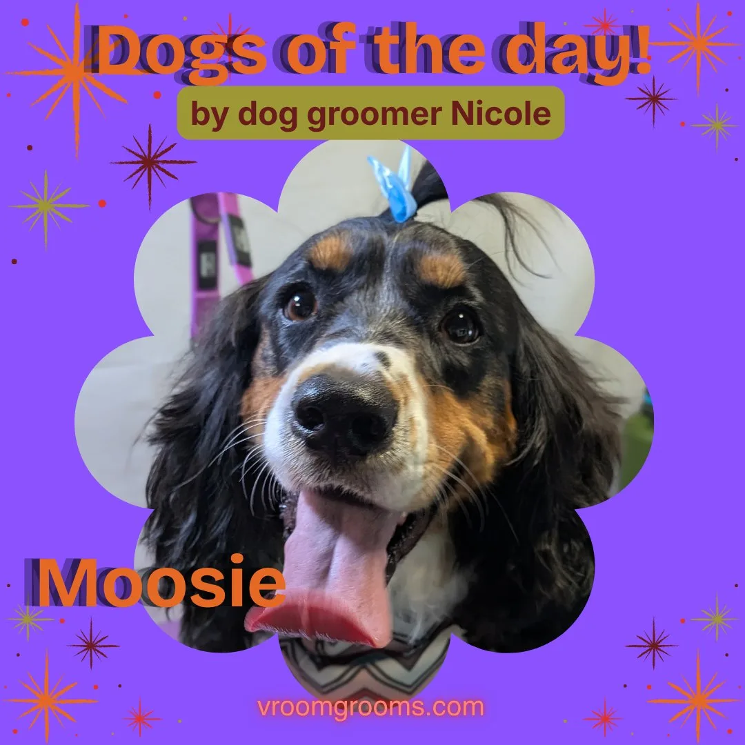 Moosie the tricolor black, white and brown spaniel with her tongue out and a blue hair clip on top of her head, in a flower-shaped frame on the purple starburst Dogs of the Day design by dog groomer Nicole, vroomgrooms.com