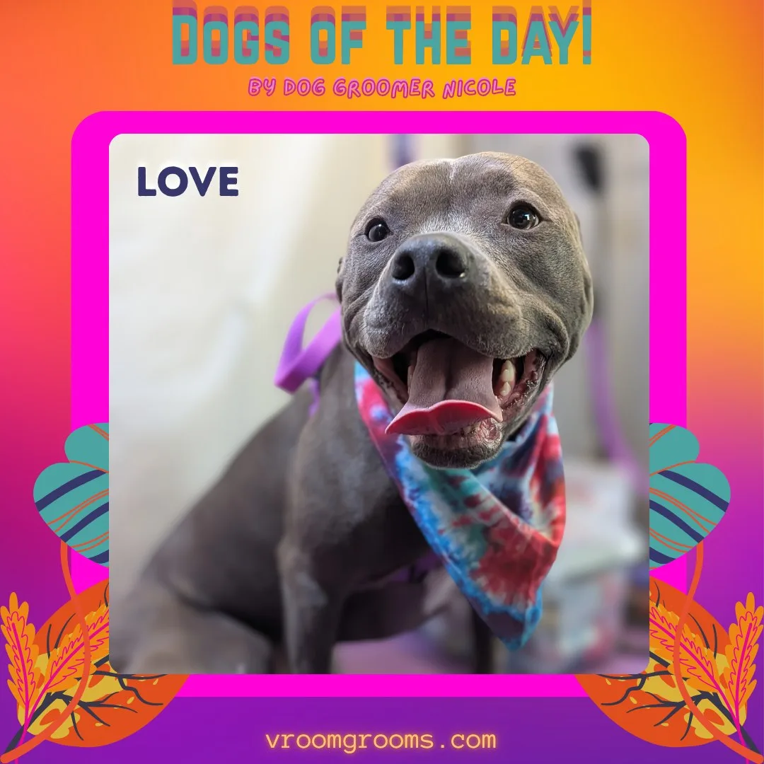 Love the gray Pitty with her tongue out and tie-dye bandana, framed in magenta with her name in bright lettering on the Dogs of the Day design by dog groomer Nicole, Vroom Grooms LLC, vroomgrooms.com