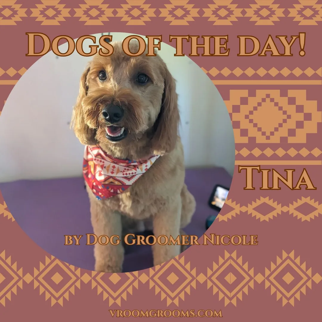 Tina, a fluffy golden-coated dog, wearing a red patterned bandana on the grooming table