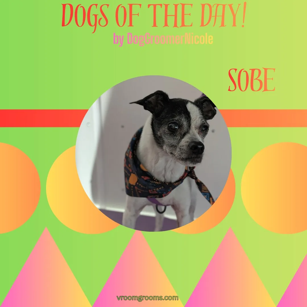 Sobe the small black and white dog wearing a dark patterned bandana on the grooming table in the Vroom Grooms van, Dogs of the Day graphic by dog groomer Nicole, vroomgrooms.com