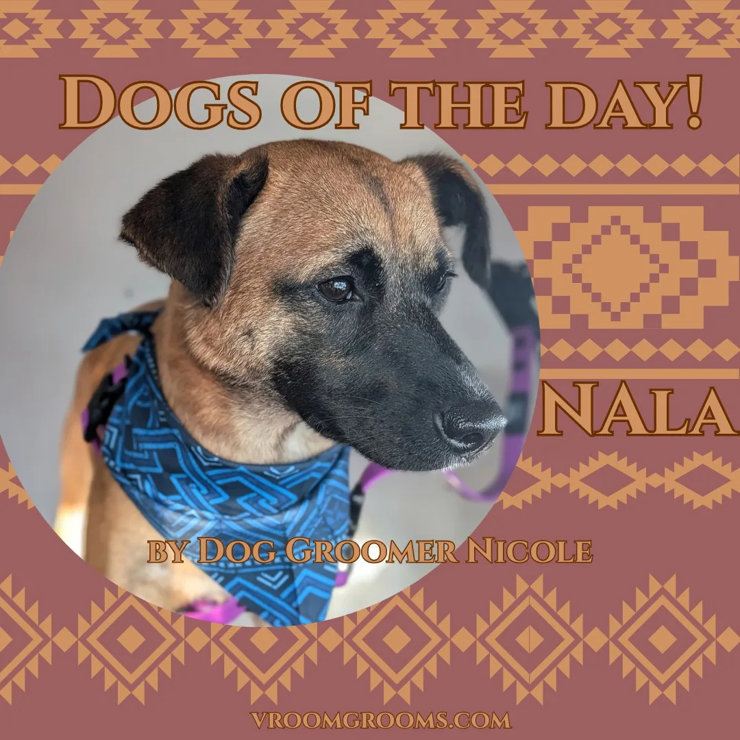 Nala, a young black and tan short-coated dog, wearing a blue geometric bandana