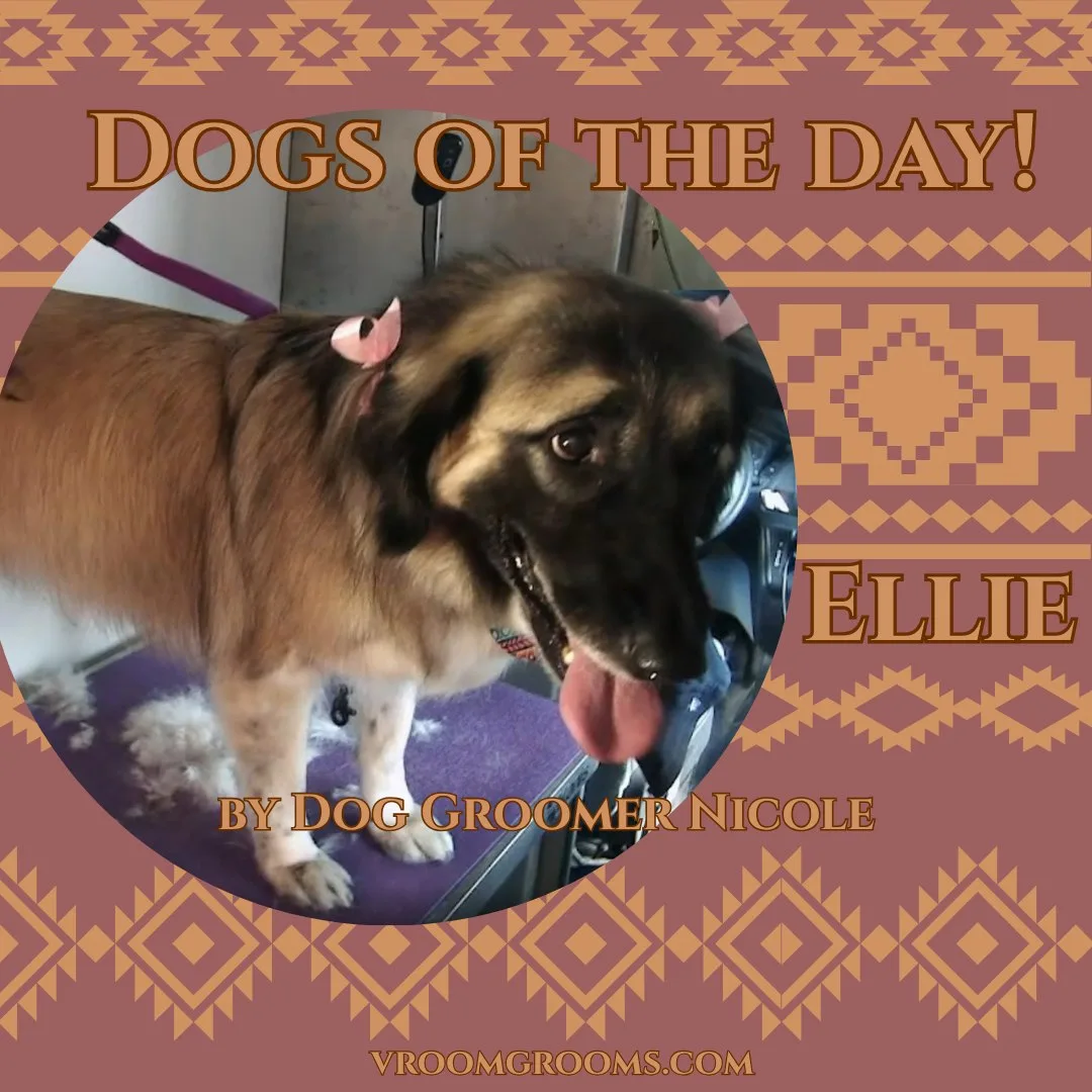Ellie, a long-haired tan and black dog, on the grooming table with pink bows in her ears and her tongue out