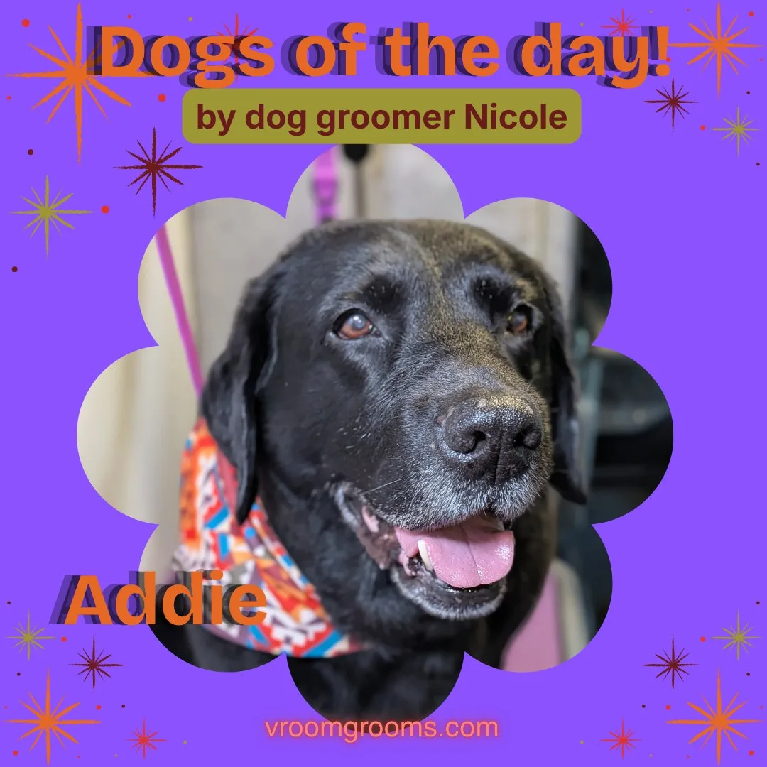 Addie the black Labrador Retriever smiling with her tongue out wearing a colorful patterned bandana, in a flower-shaped frame on the purple starburst Dogs of the Day design by dog groomer Nicole, vroomgrooms.com