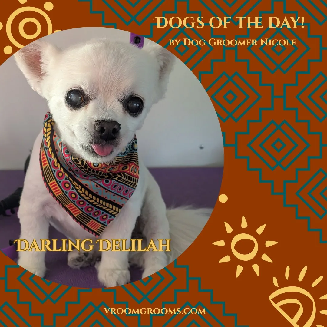 Darling Delilah, a small white long-haired Chihuahua with a purple bow on her head and a colorful patterned bandana