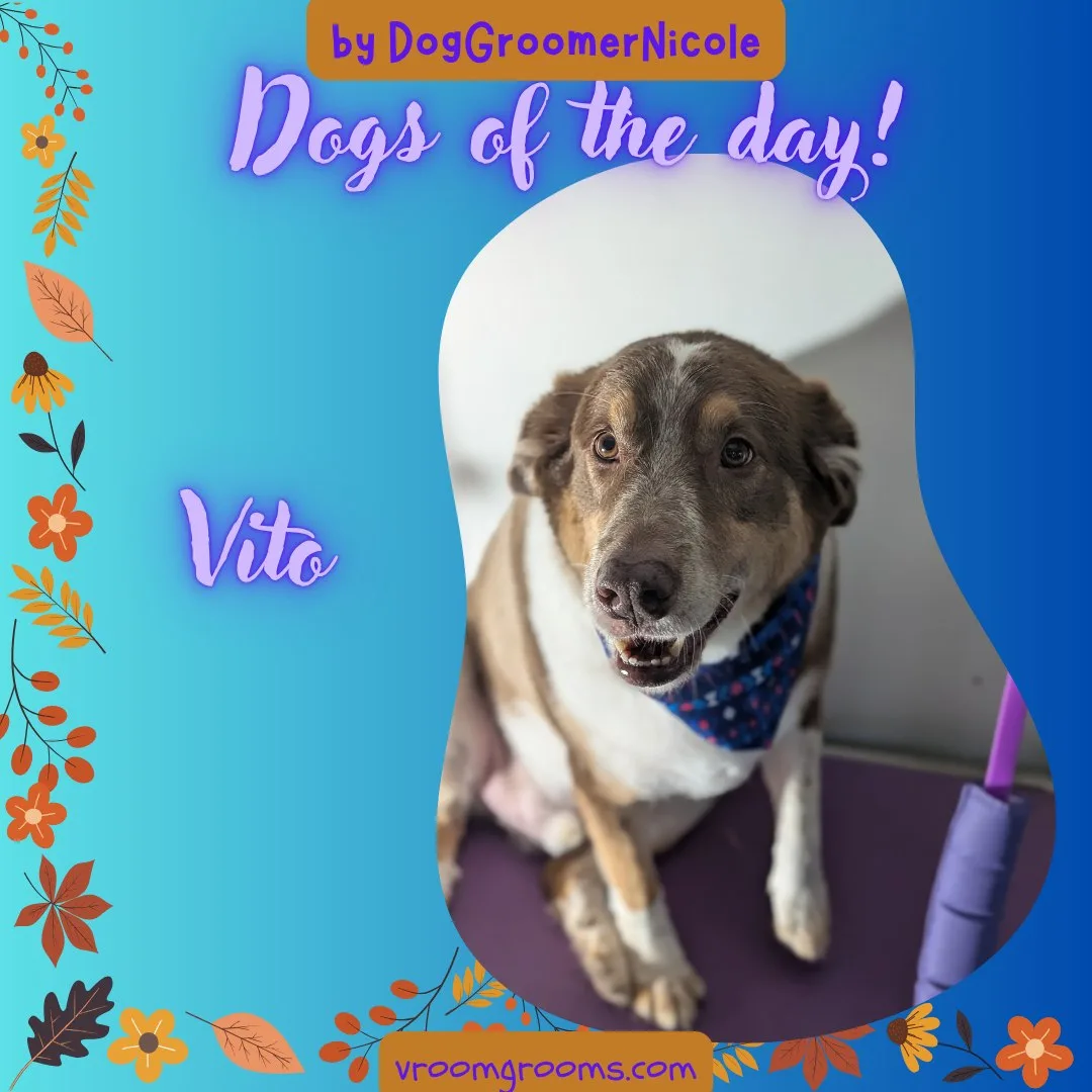 Vito the brown and white Australian Shepherd wearing a blue patterned bandana, sitting on the grooming table in the Vroom Grooms van, Dogs of the Day graphic by dog groomer Nicole, vroomgrooms.com