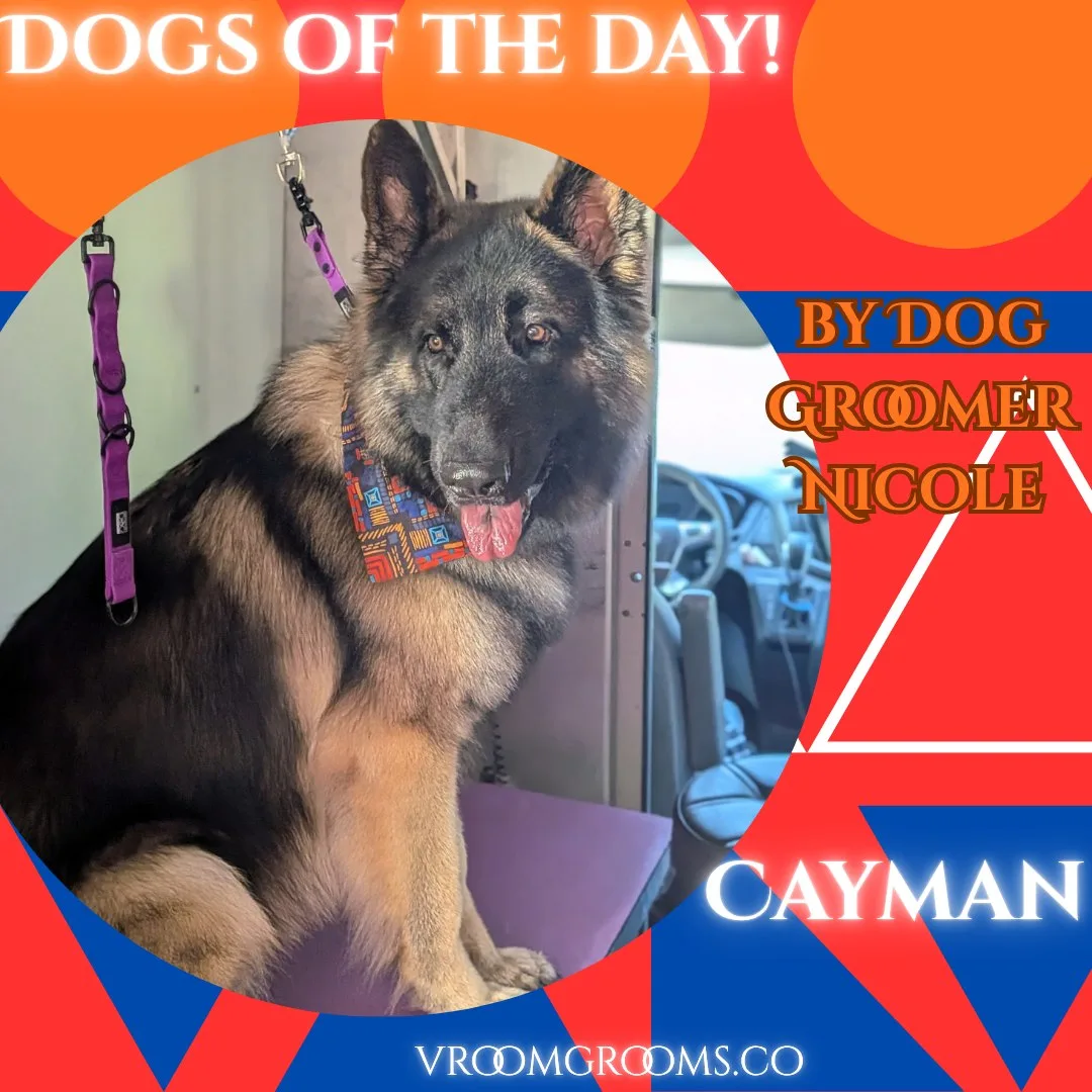 Cayman, a black and tan Shiloh Shepherd, sitting on the grooming table in a colorful bandana with his tongue out