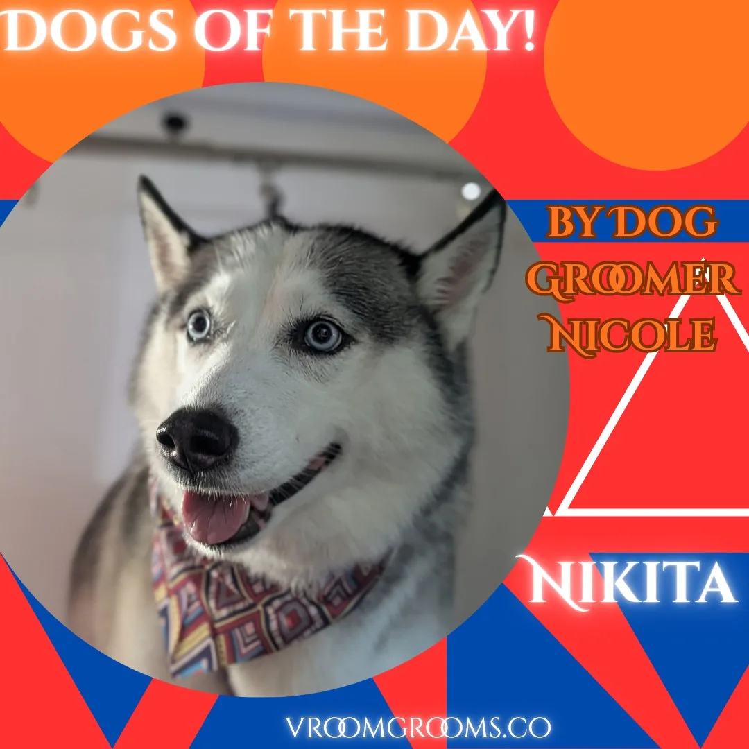 Nikita, a husky with blue eyes, with her tongue out wearing a patterned bandana after her groom