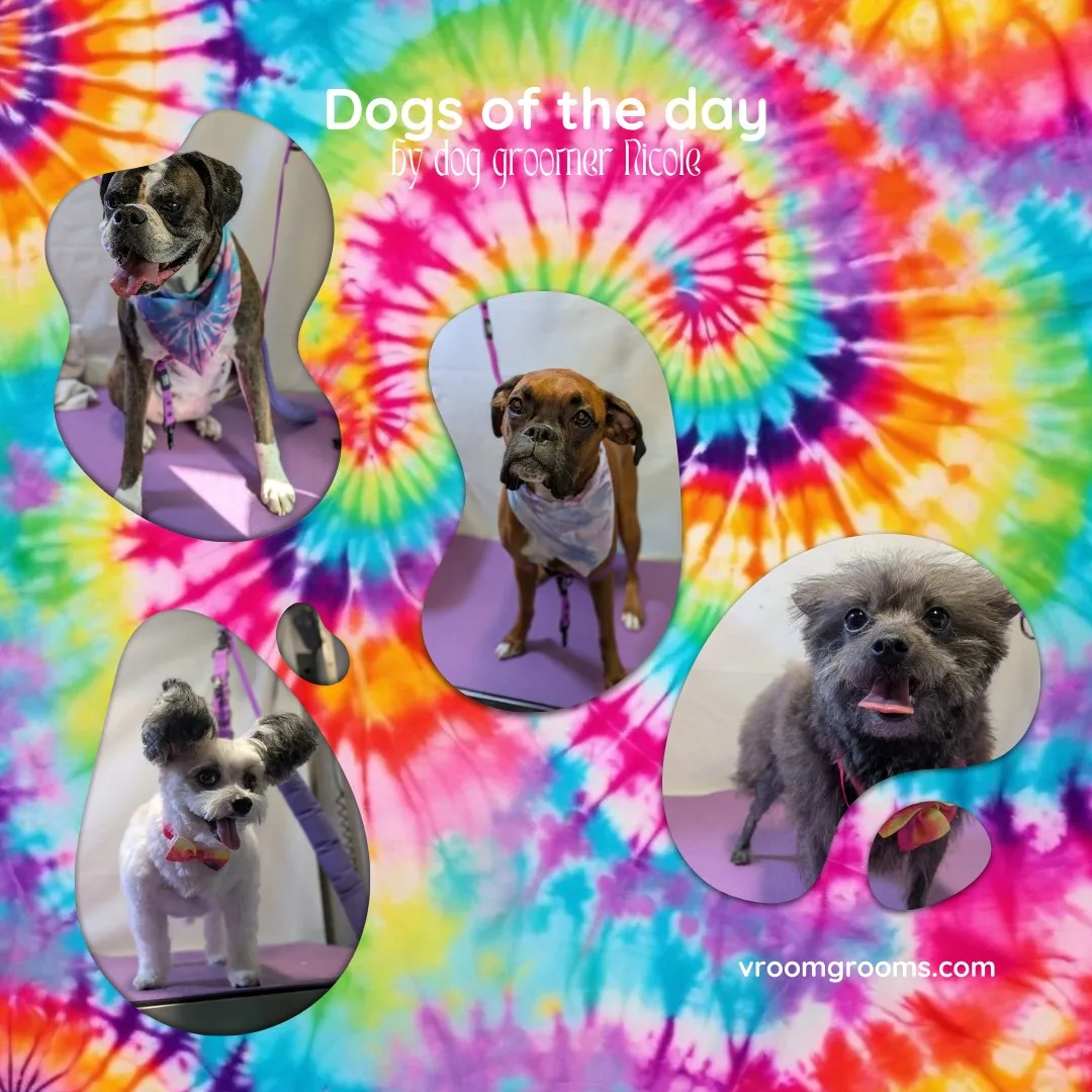 Dogs of the Day: Tuesday, September 1st