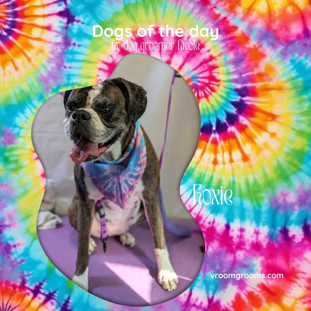 Roxie the brindle and white Boxer with a gray muzzle smiling in a blue and pink tie-dye bandana on the tie-dye Dogs of the Day design by dog groomer Nicole