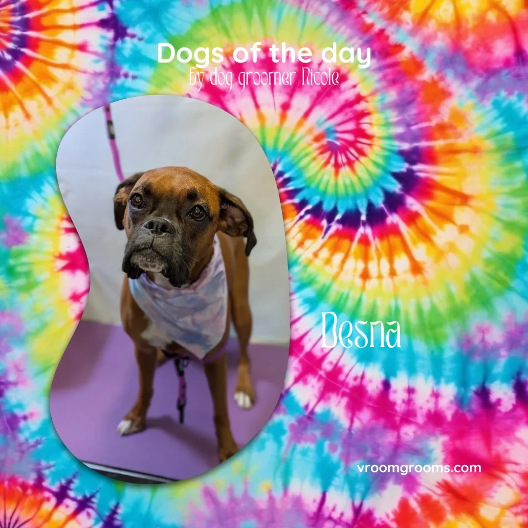 Desna the fawn Boxer with a black mask and sweet soulful eyes wearing a pastel tie-dye bandana on the tie-dye Dogs of the Day design by dog groomer Nicole