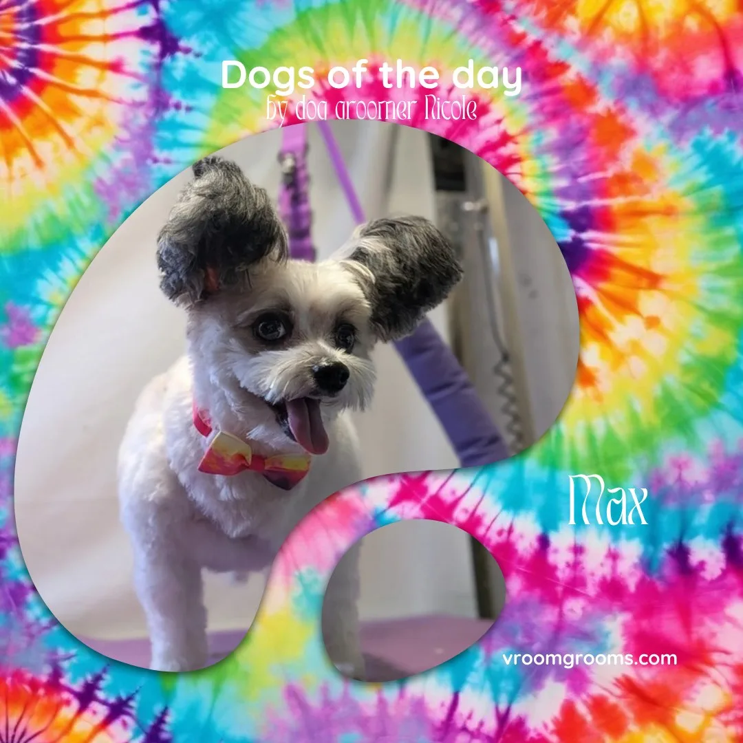 Max the papillon with his big fringed ears and a tie-dye bow on the tie-dye Dogs of the Day design by dog groomer Nicole