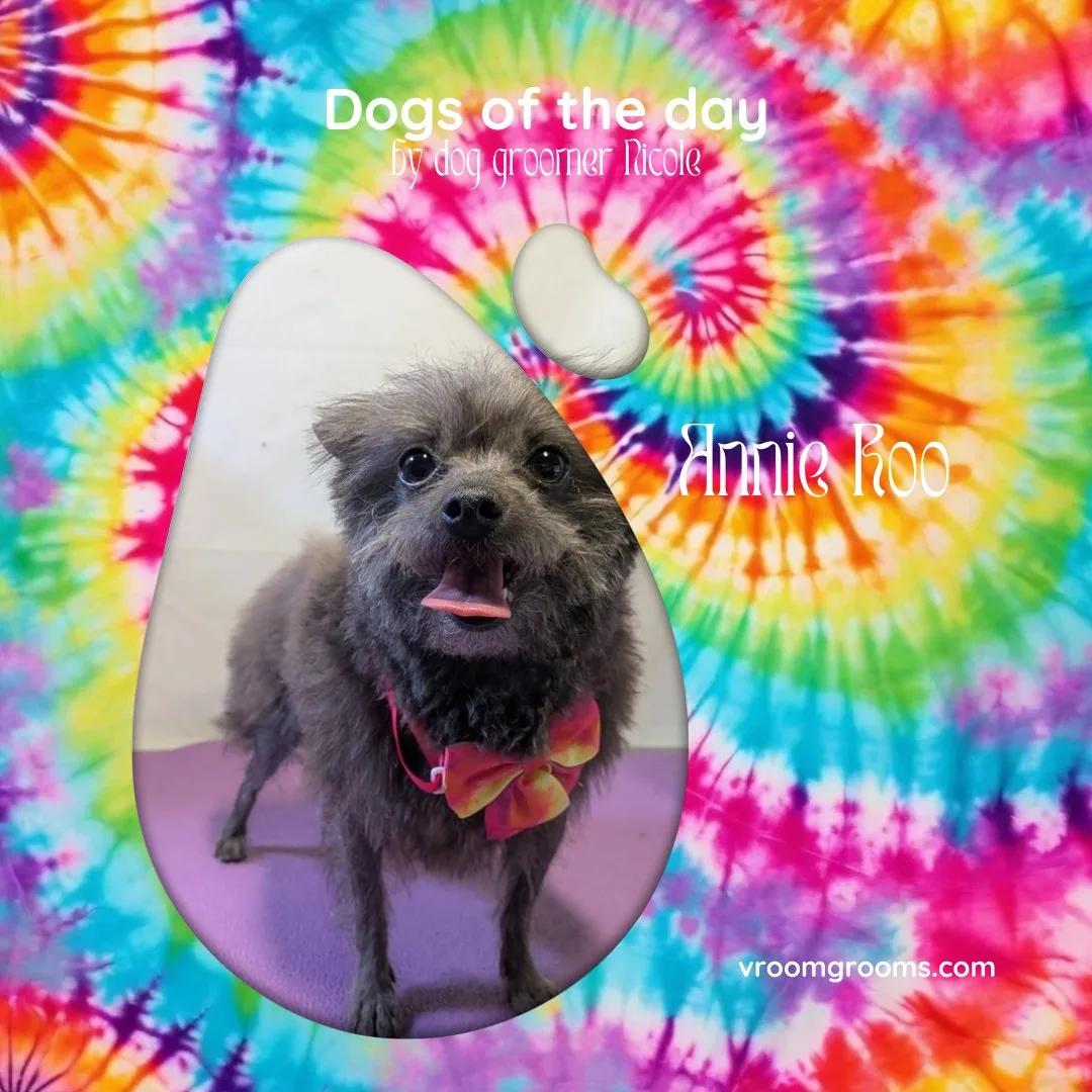 Annie Roo the scruffy dark toy mix with a partially hairless coat and a red and orange tie-dye bow on the tie-dye Dogs of the Day design by dog groomer Nicole