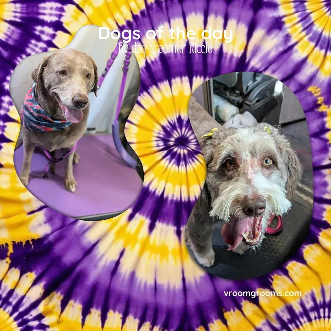 Dogs of the Day: Wednesday, September 2nd
