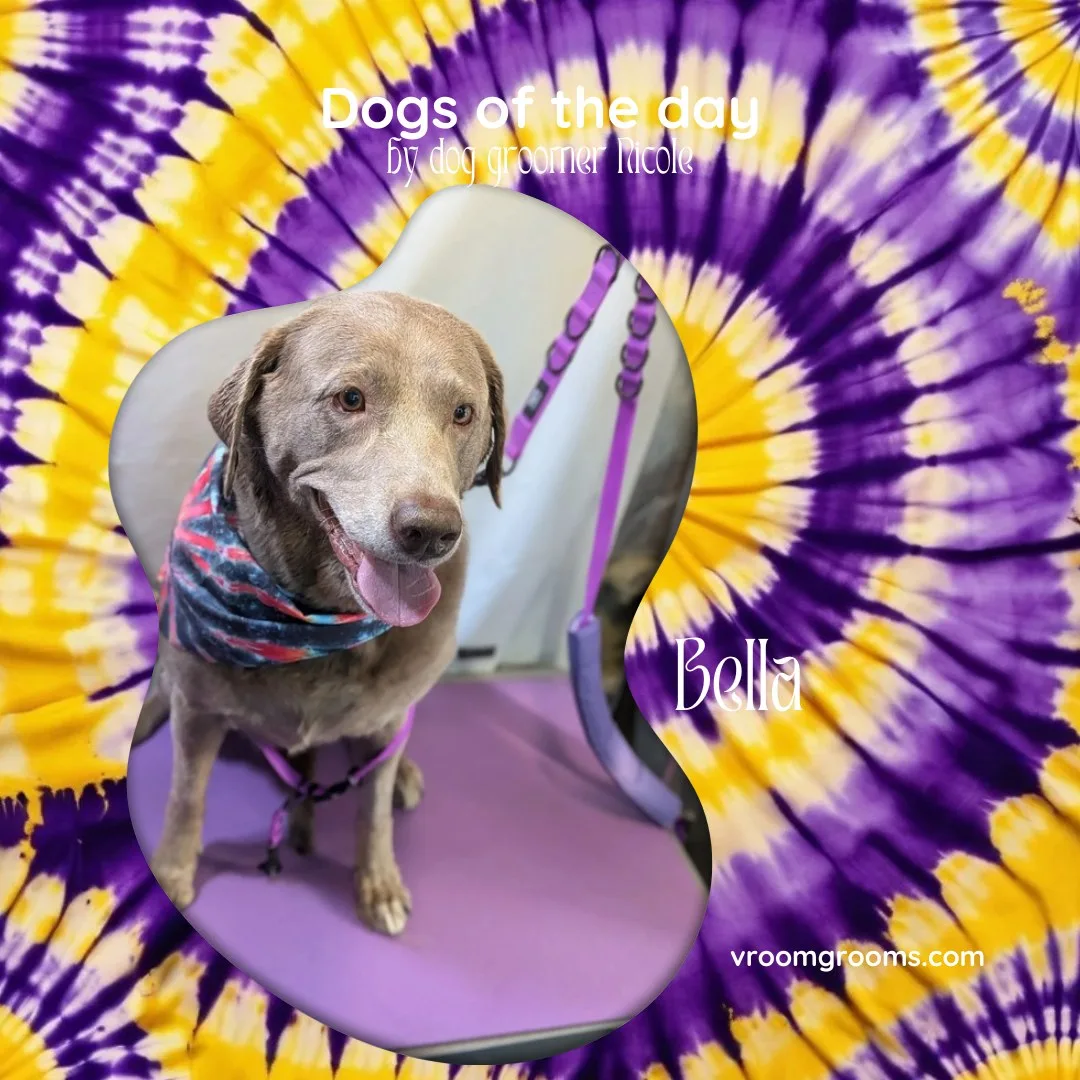 Bella the silver Labrador Retriever with her tongue out on the purple and yellow tie-dye Dogs of the Day design by dog groomer Nicole, Vroom Grooms LLC, vroomgrooms.com