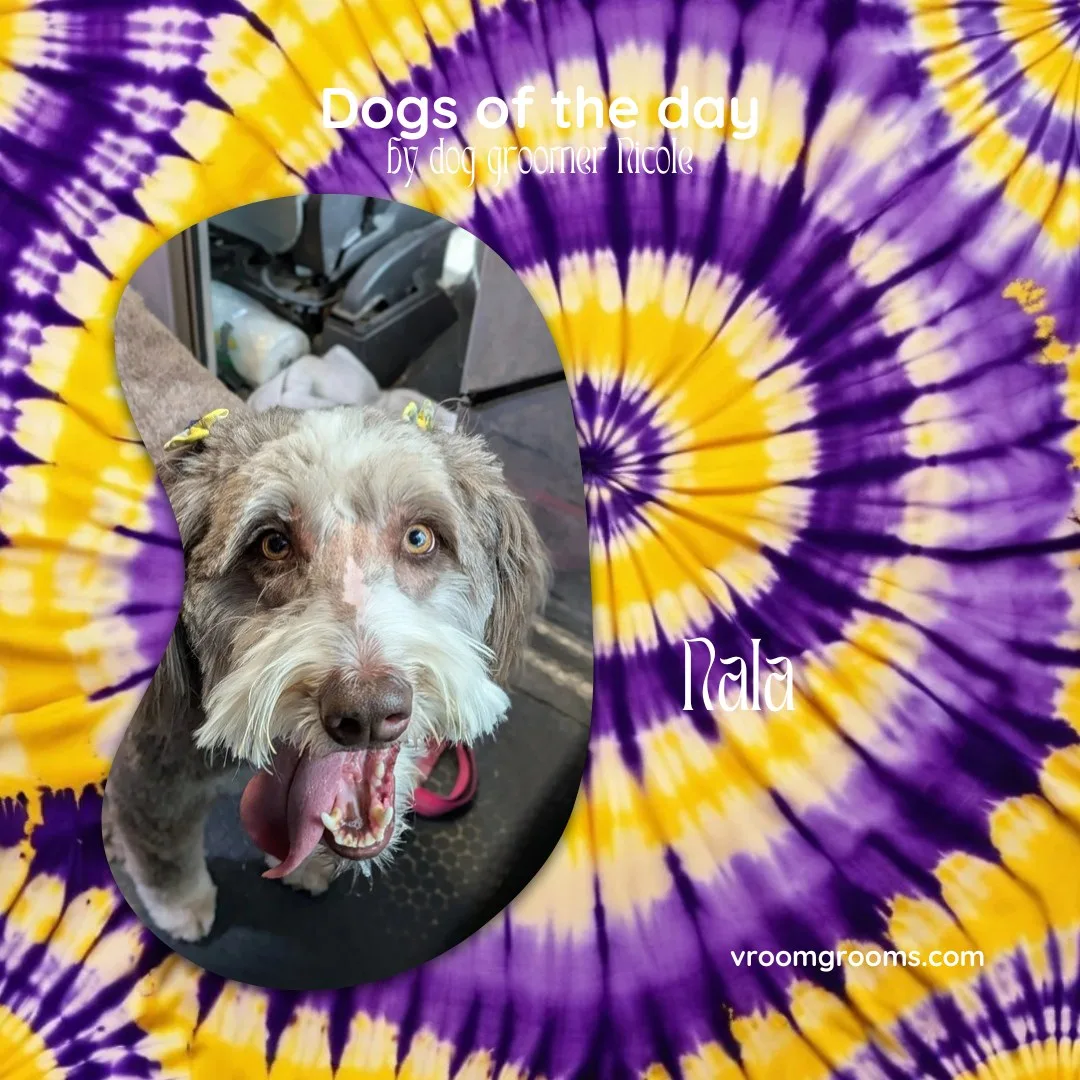 Nala the doodle smiling with her yellow ear bows on the purple and yellow tie-dye Dogs of the Day design by dog groomer Nicole, Vroom Grooms LLC, vroomgrooms.com