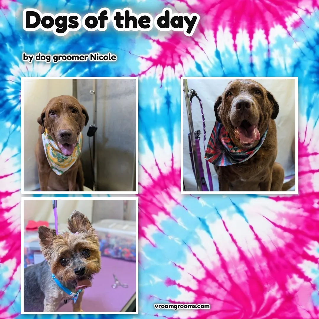 Dogs of the Day: Thursday, September 3rd