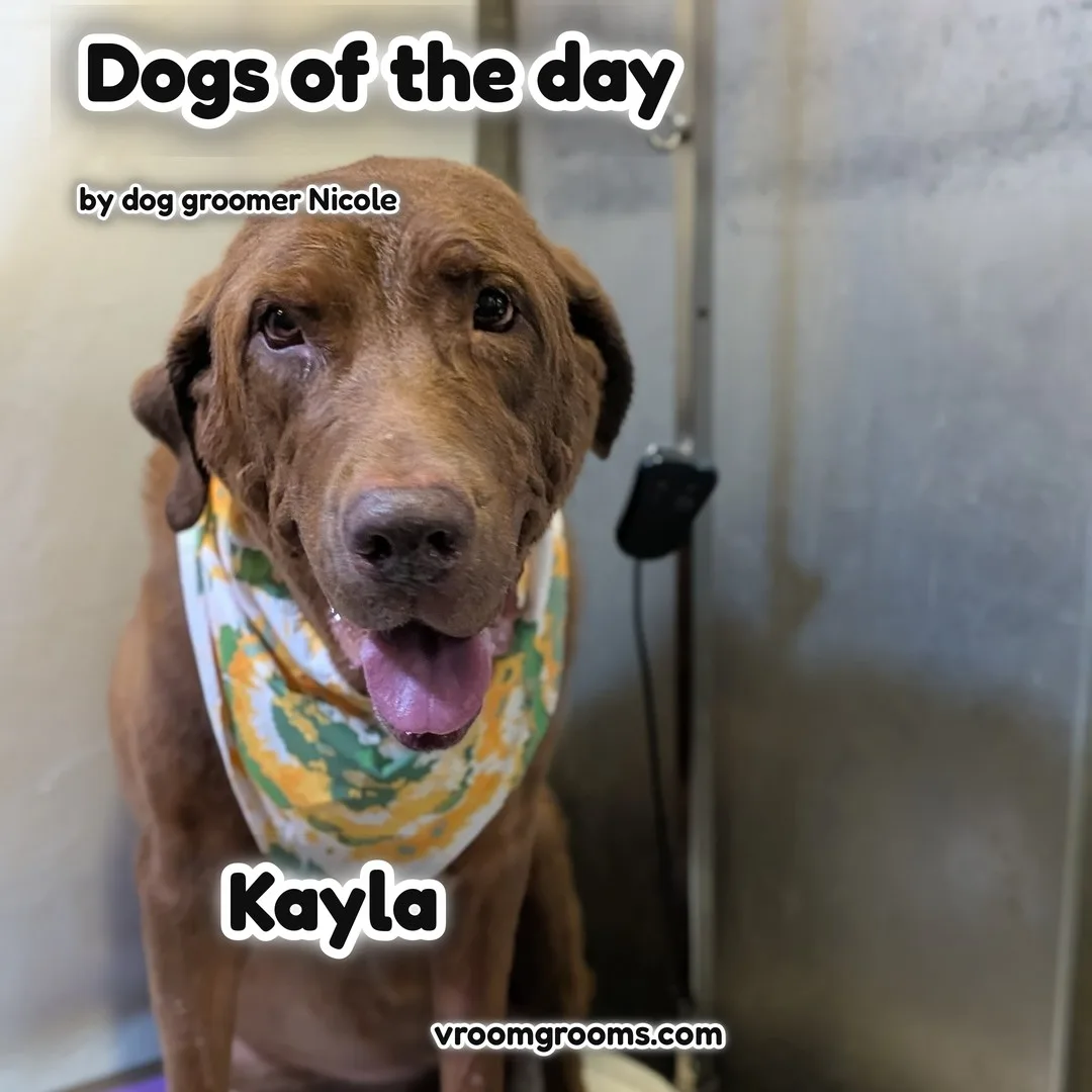 Kayla the Mastiff Lab Mix smiling in her green and yellow tie-dye bandana on the blue and pink tie-dye Dogs of the Day design by dog groomer Nicole, Vroom Grooms LLC, vroomgrooms.com