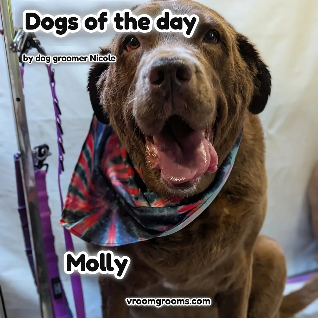 Molly the Mastiff Lab Mix in her red and teal tie-dye bandana on the blue and pink tie-dye Dogs of the Day design by dog groomer Nicole, Vroom Grooms LLC, vroomgrooms.com