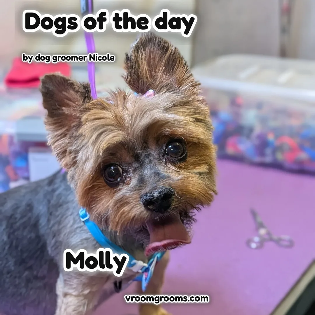 Molly the Yorkie in her light blue collar with a fresh topknot on the blue and pink tie-dye Dogs of the Day design by dog groomer Nicole, Vroom Grooms LLC, vroomgrooms.com