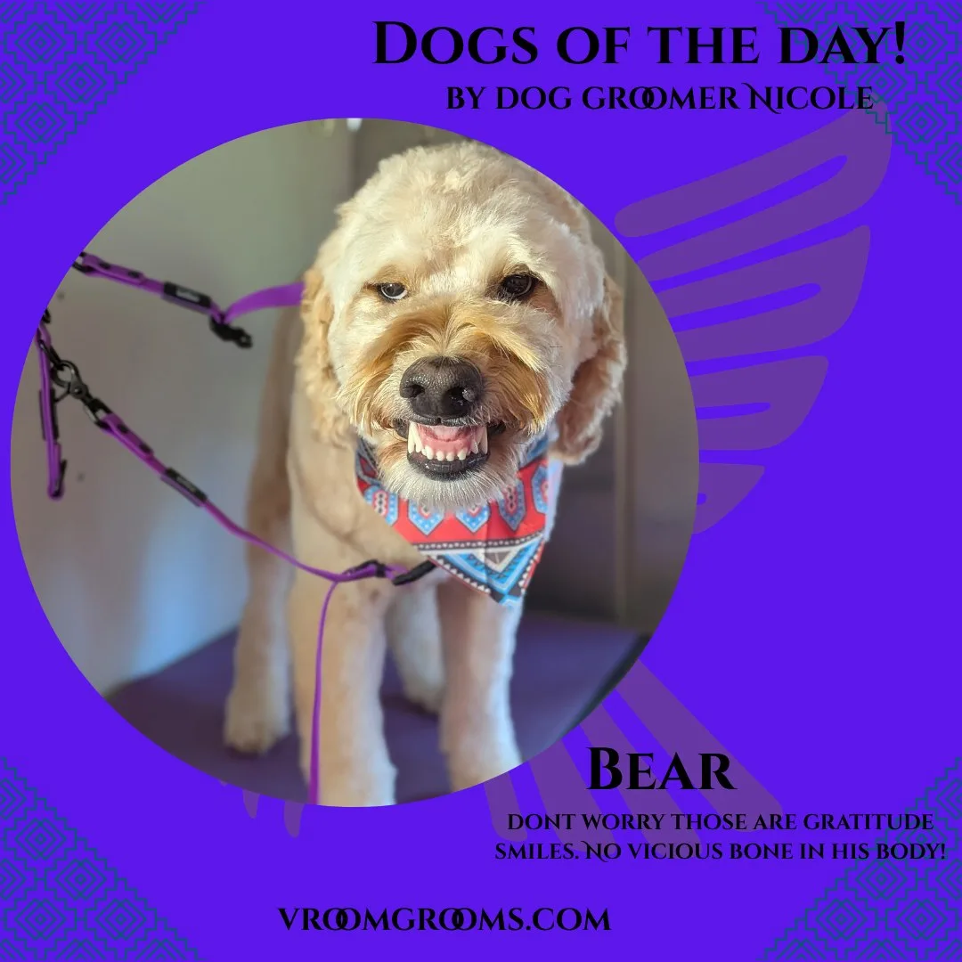 Bear the cream Goldendoodle showing his friendly toothy grin, wearing a colorful geometric bandana and purple leash, on the branded Dogs Of The Day graphic by dog groomer Nicole, vroomgrooms.com