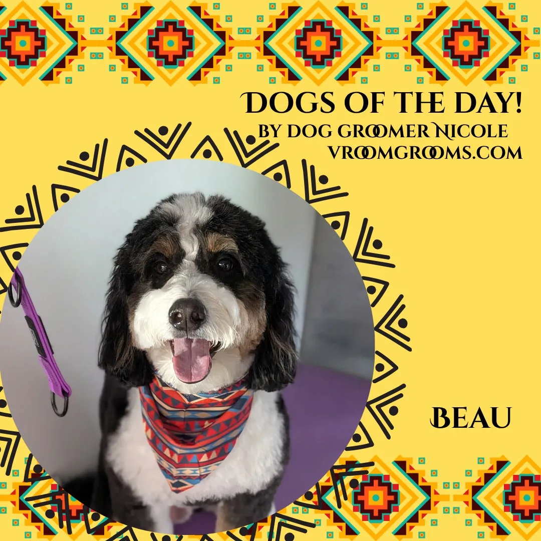 Beau the tricolor Bernedoodle, black and white with tan markings, wearing a red and blue geometric bandana, shown on the Dogs Of The Day graphic by dog groomer Nicole, vroomgrooms.com
