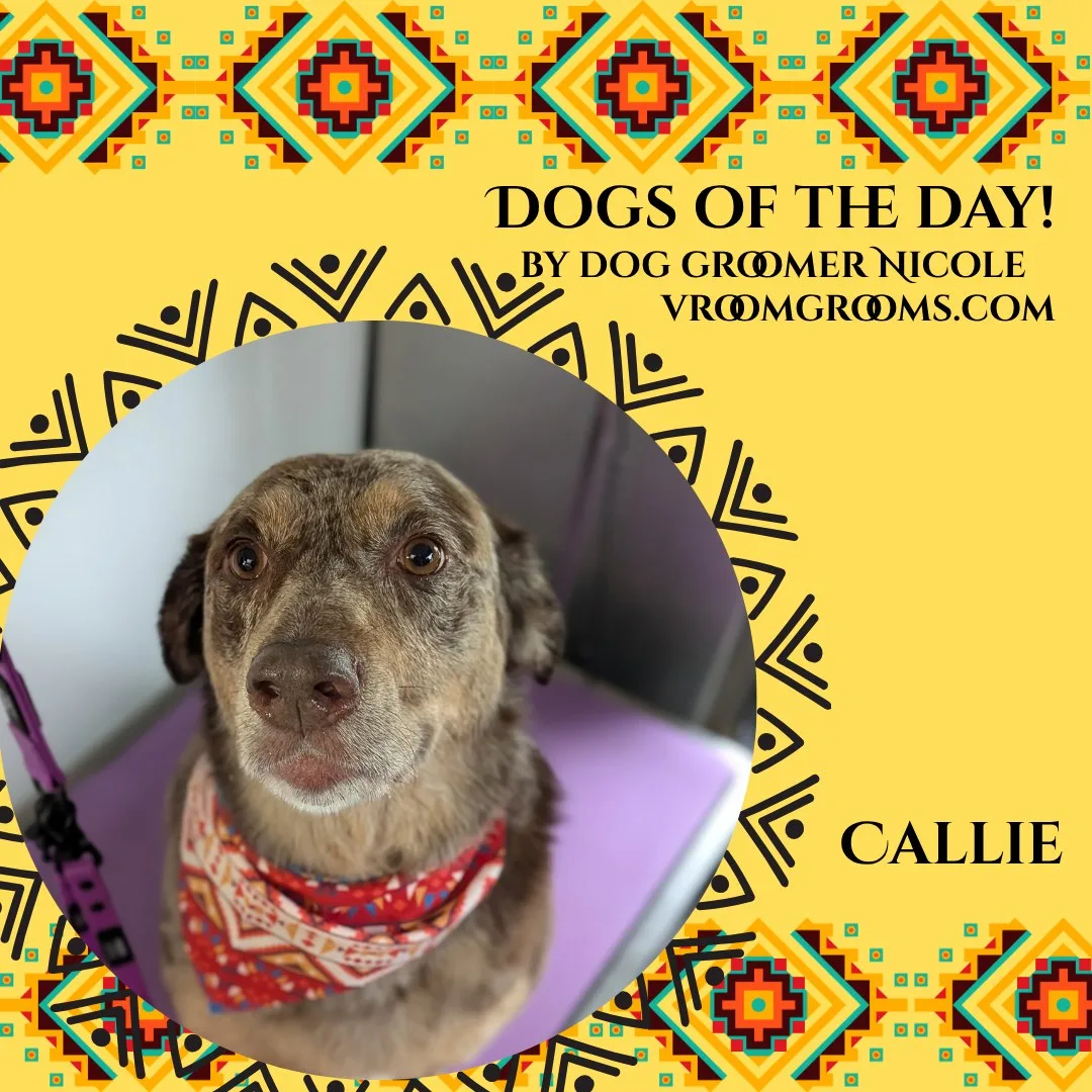 Callie the marbled Australian Shepherd Lab mix wearing a red patterned bandana and purple grooming loop, shown on the Dogs Of The Day graphic by dog groomer Nicole, vroomgrooms.com