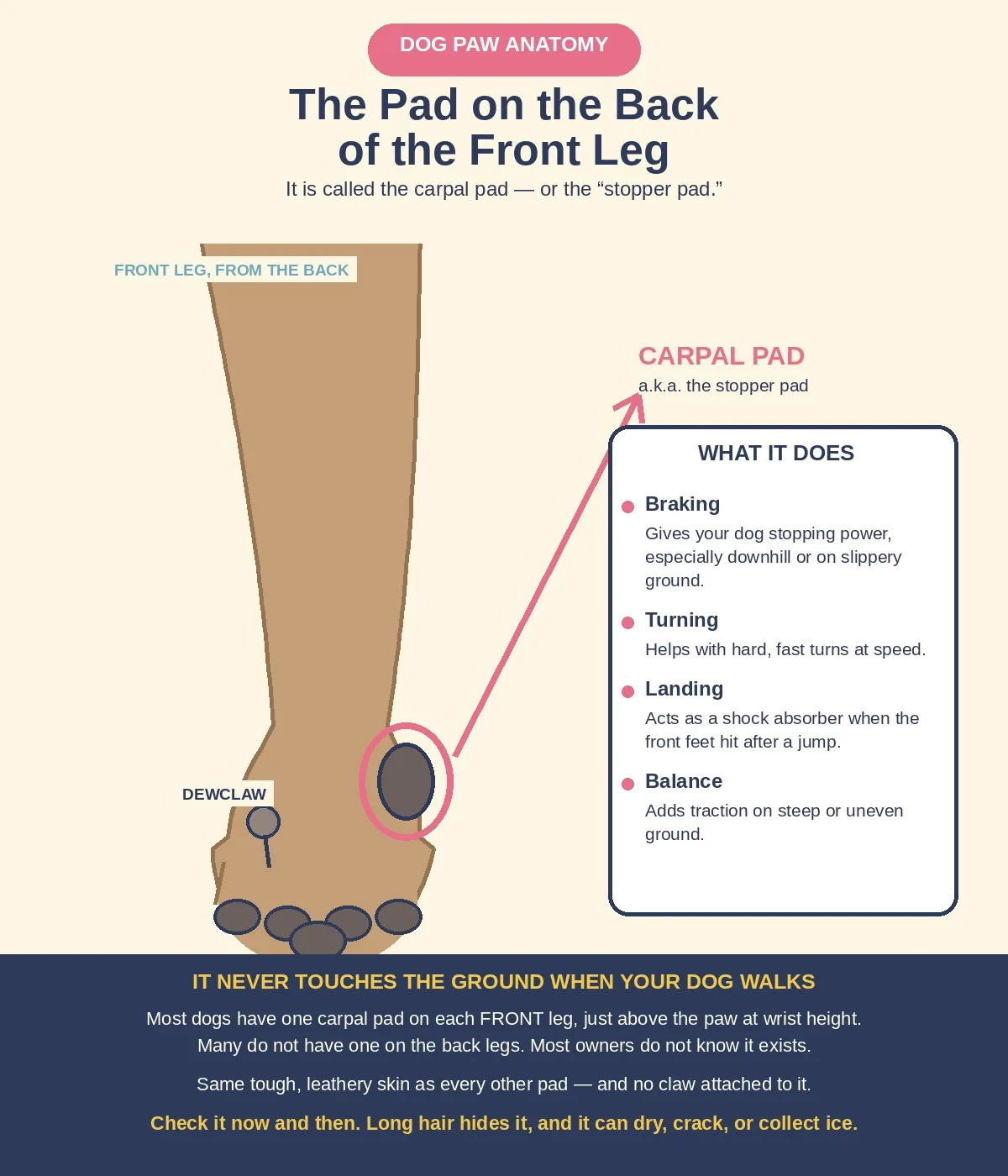 The Pad on the Back of Your Dog’s Front Leg: Meet the Carpal Pad
