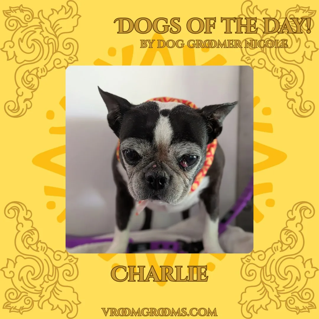 Charlie the black and white Boston Terrier with an erect ear set and a white blaze, wearing a red patterned bandana with a purple leash visible, on the branded Dogs Of The Day graphic by dog groomer Nicole, vroomgrooms.com