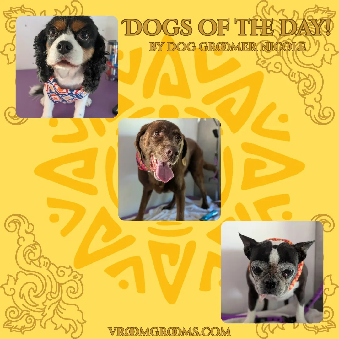 Dogs of the Day: Monday, October 5th