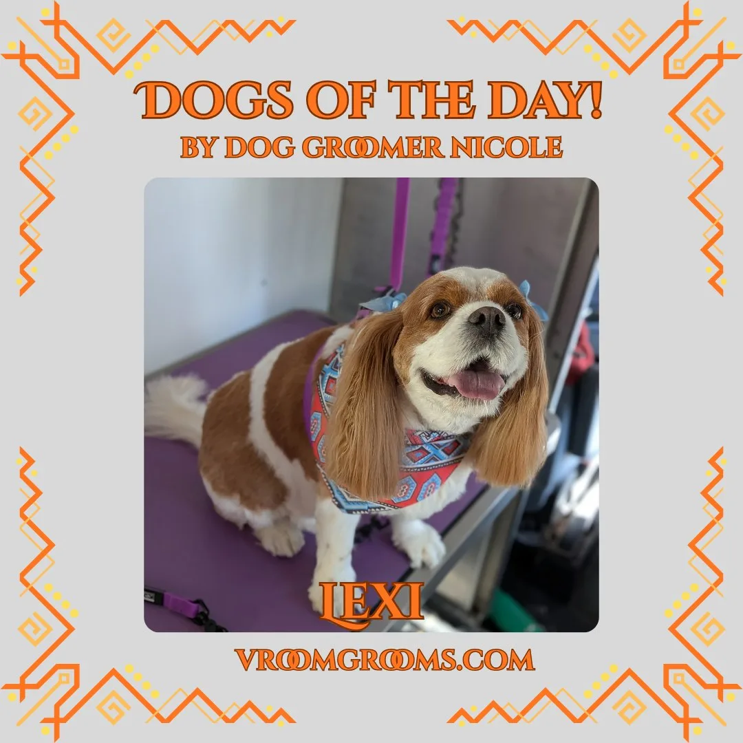 Lexi, a brown and white Cavalier King Charles Spaniel, freshly groomed and wearing a blue bow and bandana in the Vroom Grooms mobile grooming van.