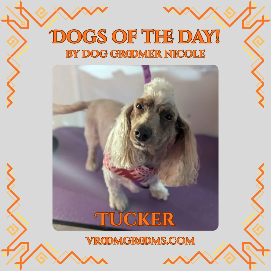 Tucker, a cream long-haired Dachshund with long feathered ears and tail, freshly groomed and wearing a red bandana in the Vroom Grooms mobile grooming van.