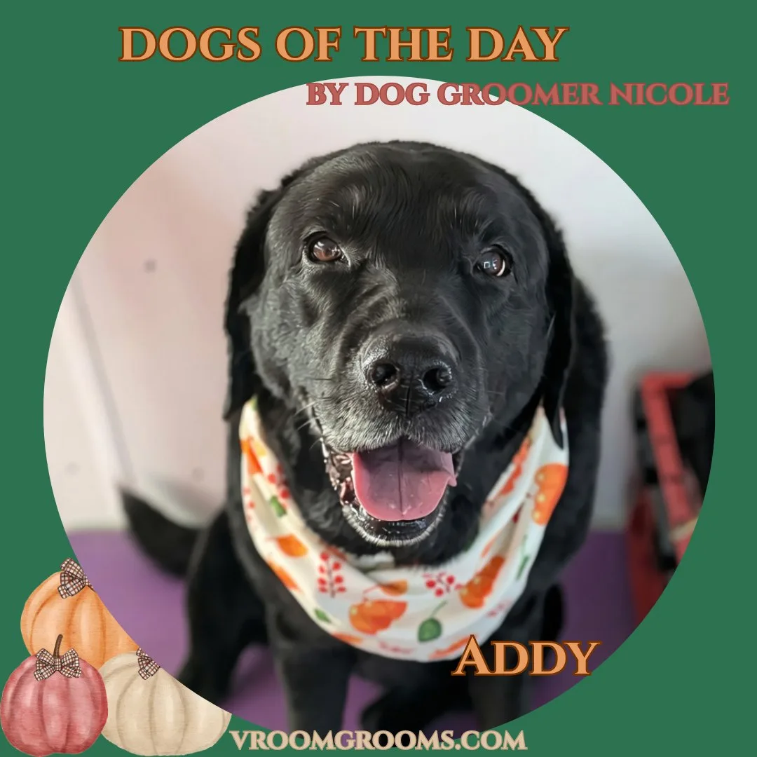 Addy, a black Labrador Retriever with a short coat, freshly groomed and wearing a white fall-themed bandana in the Vroom Grooms mobile van.