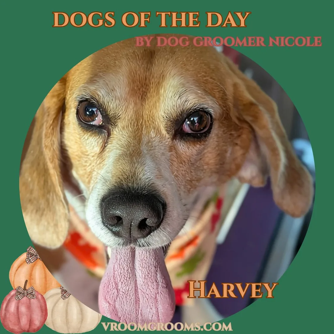 Harvey, a light tan dog with floppy ears and a short smooth coat, freshly groomed and wearing an orange patterned bandana in the Vroom Grooms mobile van.