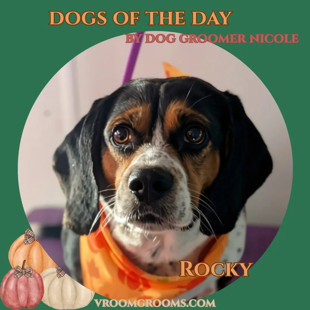 Rocky, a black tan and white dog with a short smooth coat, freshly groomed and wearing an orange patterned bandana in the Vroom Grooms mobile van.
