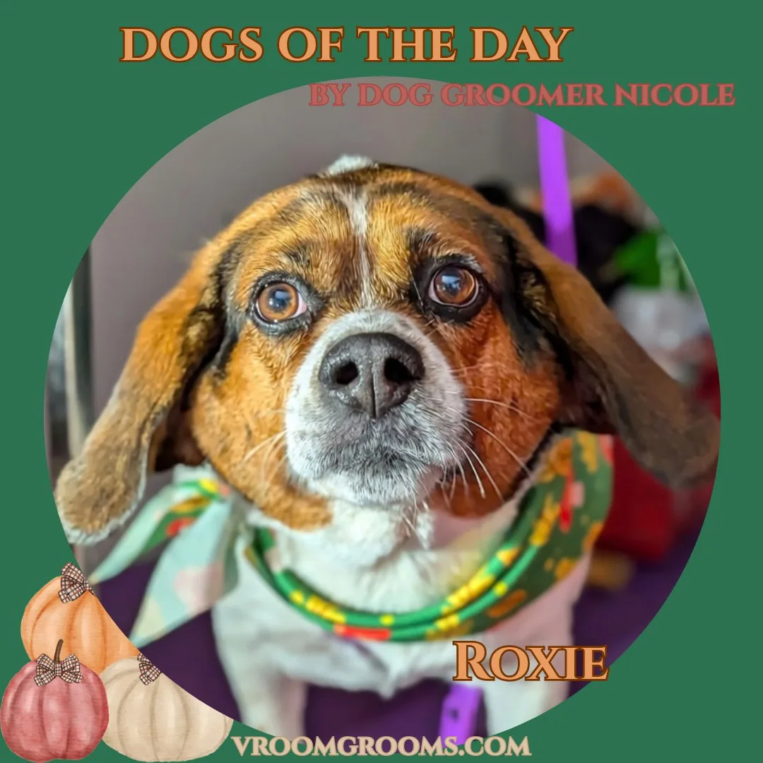 Roxie, a tricolor dog with a short smooth coat and long floppy ears, freshly groomed and wearing a light blue patterned bandana in the Vroom Grooms mobile van.