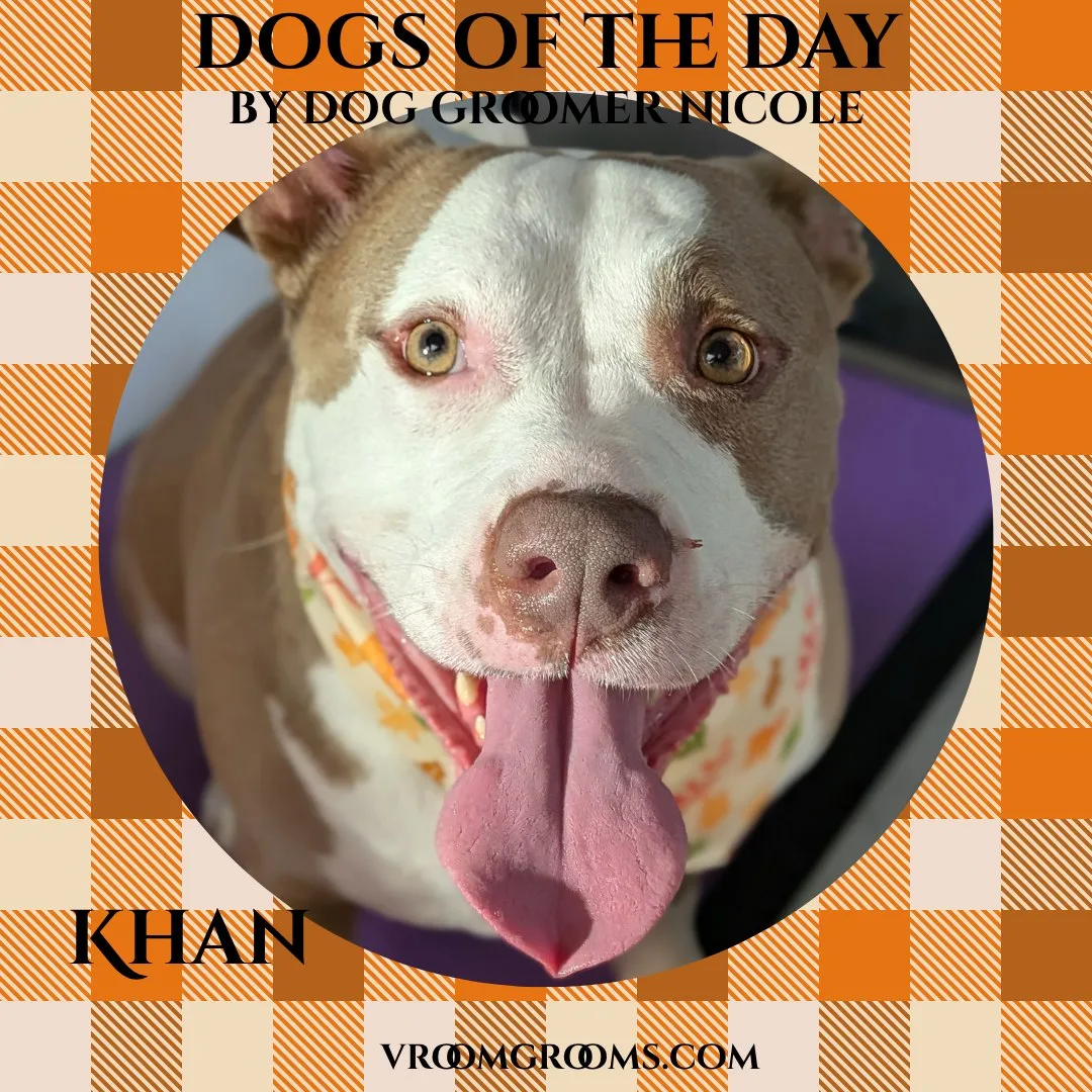 Khan, a short-coated white and tan dog wearing a patterned bandana, tongue out.