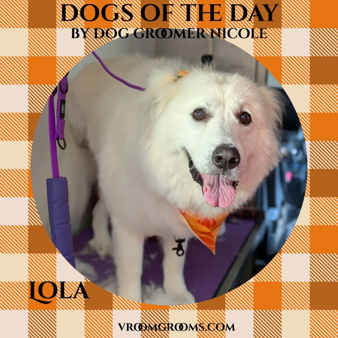 Lola, a fluffy white-coated dog on a purple grooming table wearing an orange bandana, tongue out.