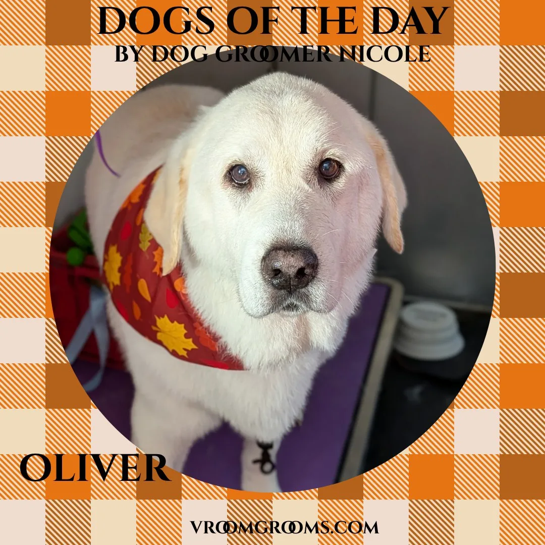 Oliver, a short-coated cream-colored dog wearing a red bandana, looking toward the camera.