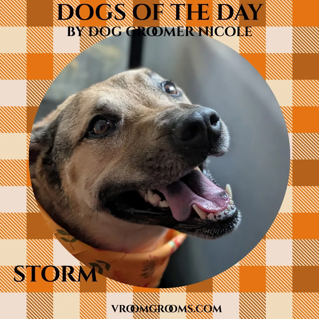 Storm, a short-coated tan dog with a black mask wearing a yellow bandana, head turned with tongue out.