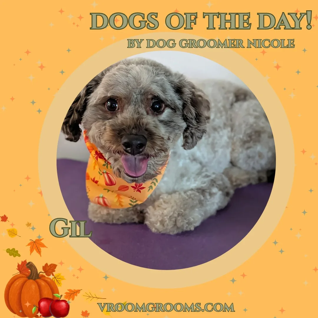 Gil, a curly gray and cream colored doodle on a purple grooming surface wearing an orange pumpkin patterned bandana, tongue out.