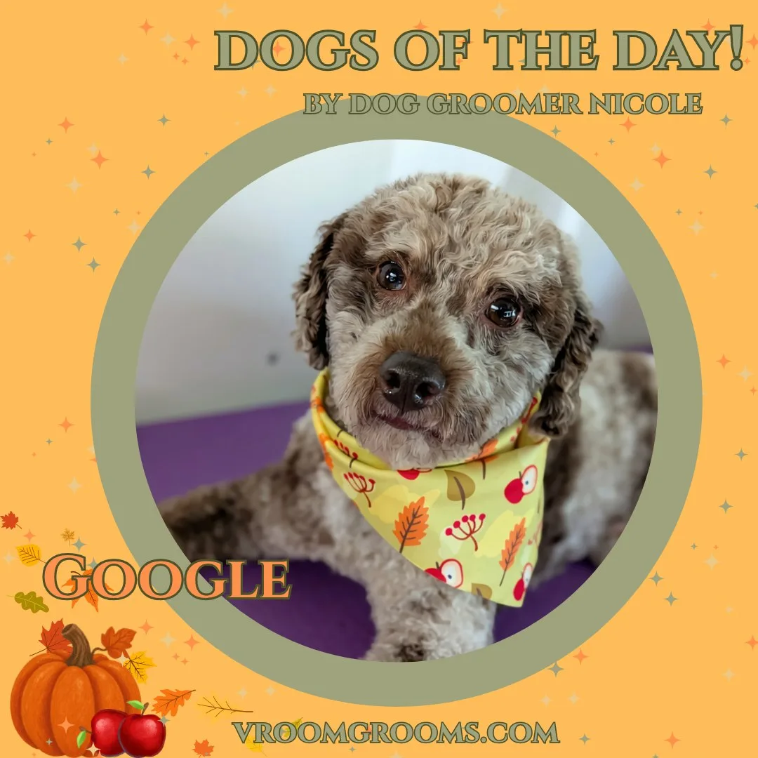 Google, a curly gray doodle with darker ears on a purple grooming surface wearing a yellow apple patterned bandana.