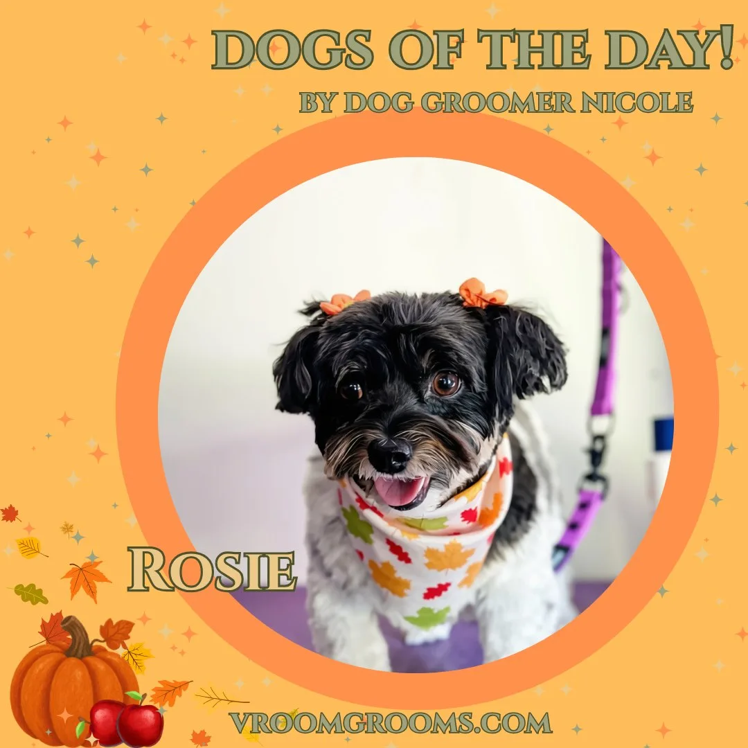 Rosie, a small black and white dog with orange bows in her fur and a fall patterned bandana, standing on a purple grooming surface with a purple leash.