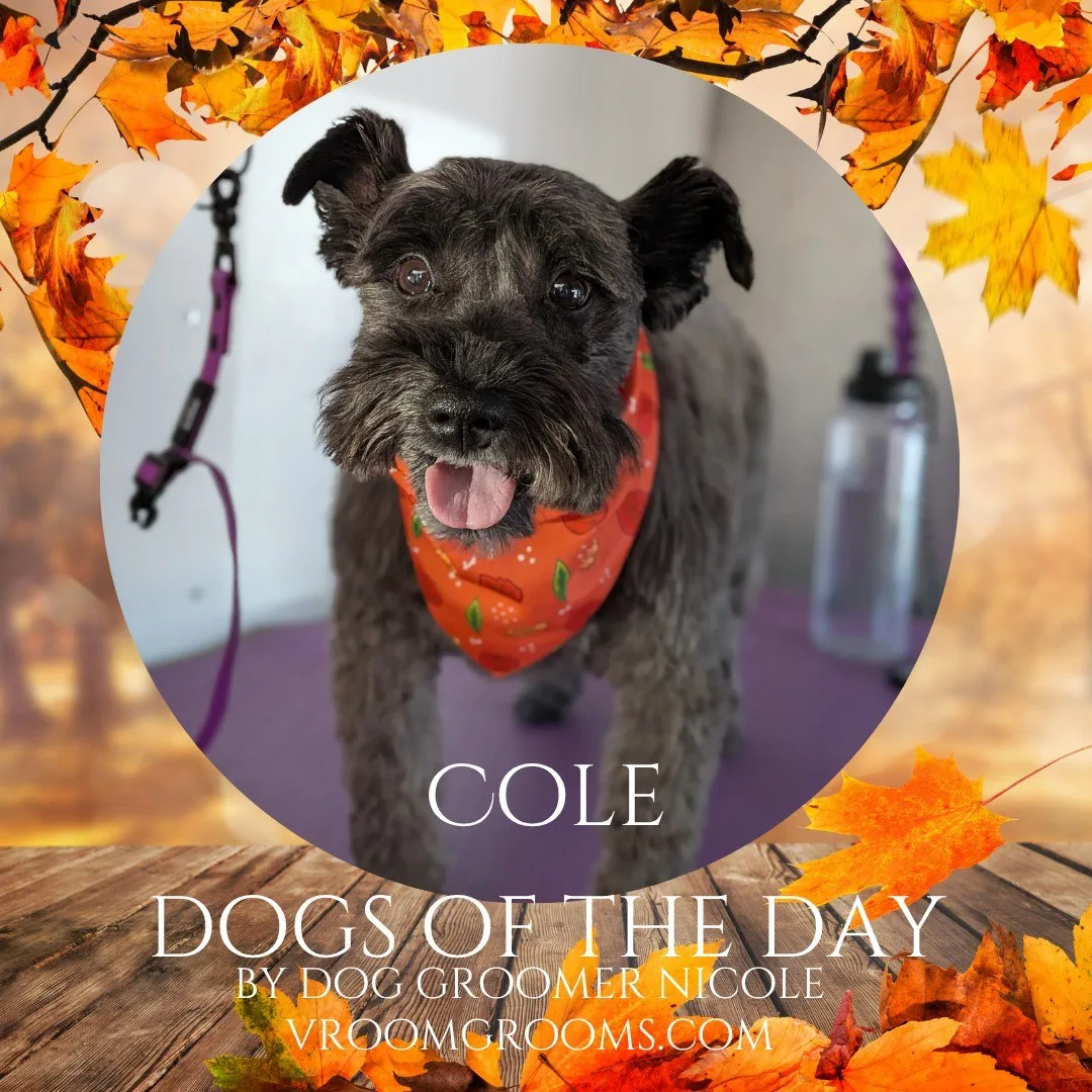 Cole, a gray and black schnauzer with a beard and eyebrows, standing on a purple surface wearing an orange carrot patterned bandana, tongue out.